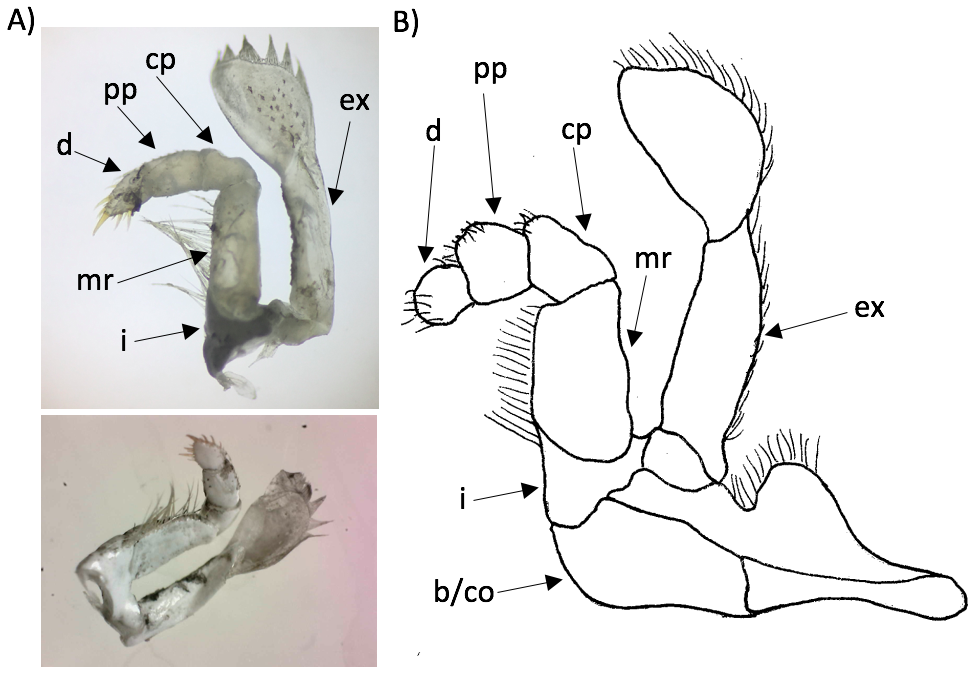 figure image